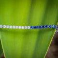 The Ceylon Sapphire & Diamond Tennis Bracelet