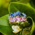 Exquisite 18ct White Gold Multi-Sapphire & Diamond Ring