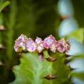 18ct Yellow gold Pink Sapphire & Diamond Ring