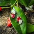 Elegant Burmese Ruby and Diamond Stud Earrings